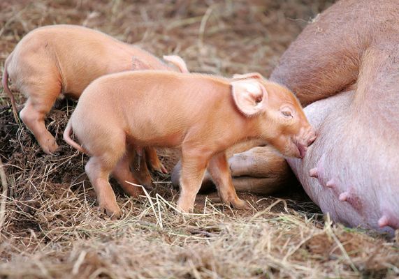 Tamworth Piglets Nursing
These day-old piglets were the only pigs in the litter.  
Schlüsselwörter: Tamworth pig piglets litter nursing Lucies Farm