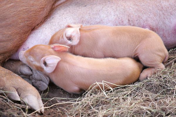 Tamworth Pigs Cuddle for Warmth
The two day-old piglets cuddling mother sow.  Look how her trotter almost dwarfs her children.
Λέξεις-κλειδιά: Tamworth pig trotter piglets Lucies Farm cuddle warmth
