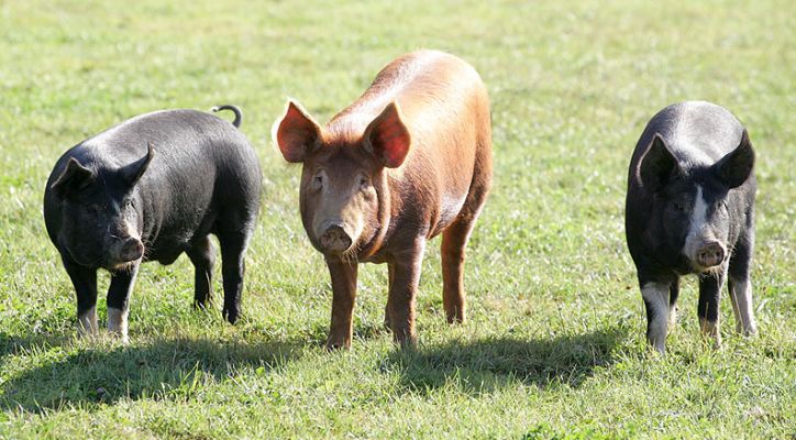 Three Friends
The two black pigs (kurobuta = "black pig" or "black hog" in Japanese) are Berkshire pigs, and the red pig in the middle is a Tamworth pig.
Ključne besede: Tamworth pig Berkshire pig kurobuta pig black pig black hog Lucies Farm