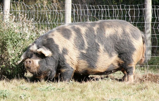 Chase's Pig
This magnificent pig is a cross between a [url=http://www.britishkunekunepigsociety.co.uk/]kune kune pig[/url] (the small pigs from New Zeland, who have wattles) and a Gloucester Old Spot pig.  We never understood how that mating took place.  This pig is about 12 or 13 years old, but she can still move as fast as a piglet.
Keywords: Chase's pig kune kune pig New Zealand Gloucester Old Spot pig Lucies Farm