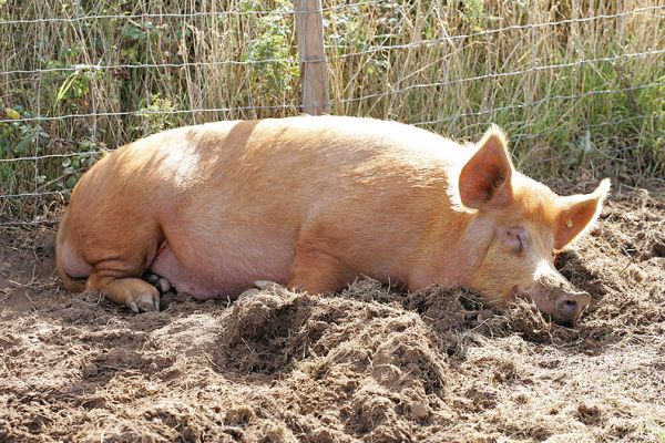 Tamworth Boar Having A Nap
Nice early autumn morning sunshine.
Anahtar kelimeler: Lucies Farm Tamworth boar autumn sunshine pig nap rest