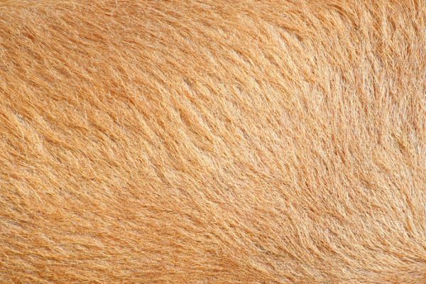 Tamworth Bristle
Palabras clave: Tamworth pig fur bristle Lucies Farm red bristle
