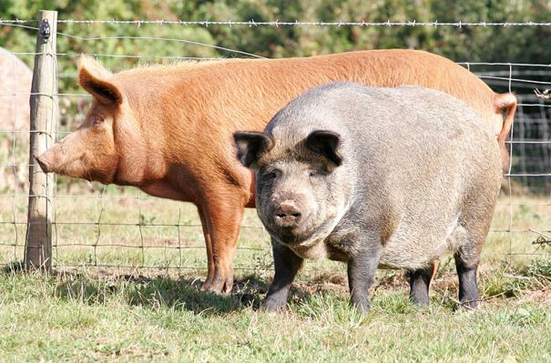 Tamworth Pig and "Sinister" Pig
The red Tamworth stands behind what we call a "sinister" pig.  The "sinister" is a cross between an iron age pig (itself a cross between a wild boar and a Tamworth pig) and a Gloucester Old Spot pig.
Ключевые слова: Tamworth pig iron age pig wild boar Gloucester Old Spot pig pork Lucies Farm