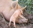 Tamworth-and-piglet1.jpg