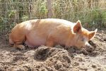 tamworth-boar.jpg