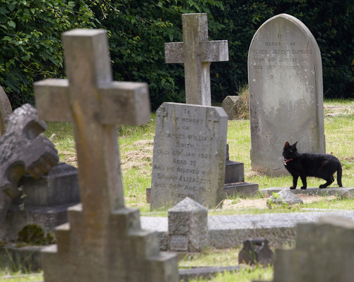 St Matthias cemetery
Keywords: Black cat Cat Cemetery Church Churches Grave Graves Graveyard Graveyards Headstone Headstones Malvern Malvern Link St Matthias Worship
