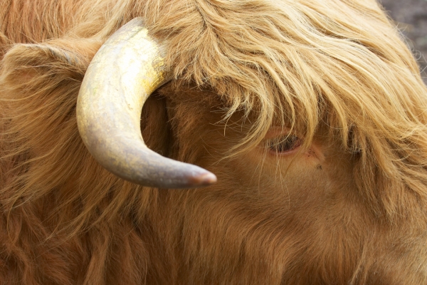 Ross Back at Lucies Farm
Ross back in the fields of sunny Worcestershire, but still with a slight glint of gold leaf on his horns.
Keywords: Ross of Bien Esk gold leaf horns Highland bull