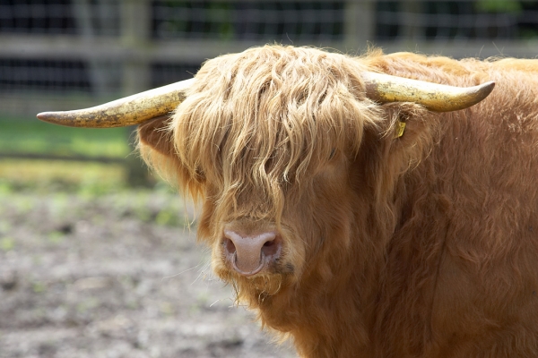 Ross of Bien Esk
Back at Lucies Farm, but still with some gold leaf on his horns.
Λέξεις-κλειδιά: Ross of Bien Esk Highland bull Highland cattle gold horns gold leaf