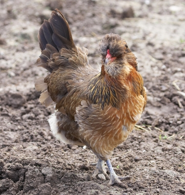 A Rooster
This is a real hooligan rooster
Ключові слова: rooster
