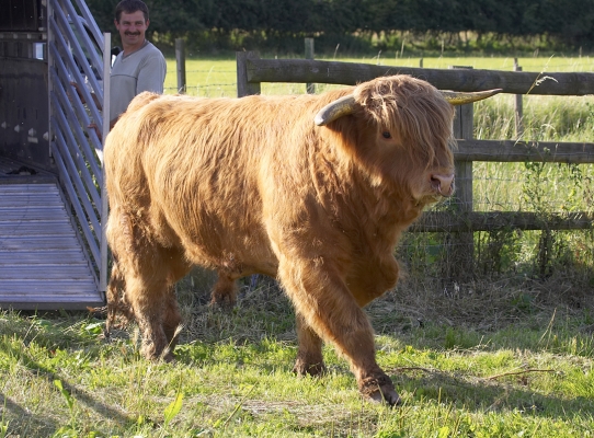 Ross Striding Out To Meet Betty
Betty is a Gloucester cow.  We put her in the same field with Ross to, er, keep him company.
Palabras clave: Ross of Bien Esk Highland bull Highland cattle