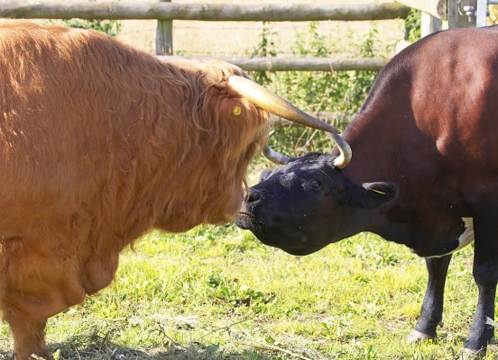 Ross and Betty -- Horn To Horn
Klíčová slova: Ross of Bien Esk Betty Gloucester cow Highland bull Highland cattle horns