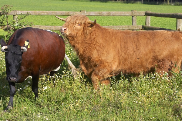 Ross In Hot Pursuit
Betty is playing hard-to-get.
Λέξεις-κλειδιά: Ross of Bien Esk Highland bull Betty Gloucester cow