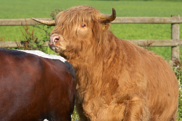 Ross Getting A Bit Forward
Ross of Bien Esk with Betty, our Gloucester cow.
Palabras clave: Ross of Bien Esk Highland bull Betty Gloucester cow