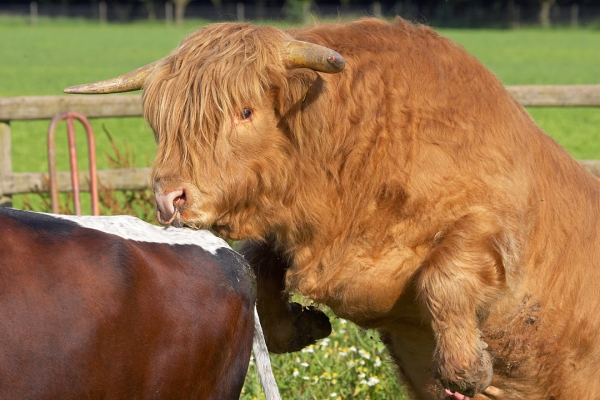 Why Didn't You Do That On Stage?
Ross has just met Betty, and already he's doing what Matthew wanted him to do on the stage of the Opera House.  Perhaps Ross finds Betty more appealing than a white plastic cow surrogate?
Palabras clave: Ross of Bien Esk Highland Bull Betty Gloucester cow