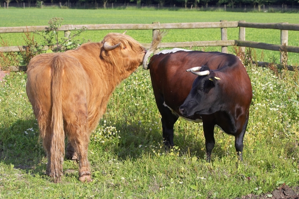 Ross is Eager
But Betty, the Gloucester cow, keeps hitting him with her tail.
Mots-clés: Ross of Bien Esk Highland bull Betty Gloucester cow