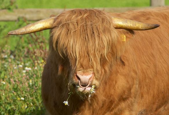 Ross of Bien Esk
Muching on daisies.
Palabras clave: Ross of Bien Esk daisies Highland bull flowers