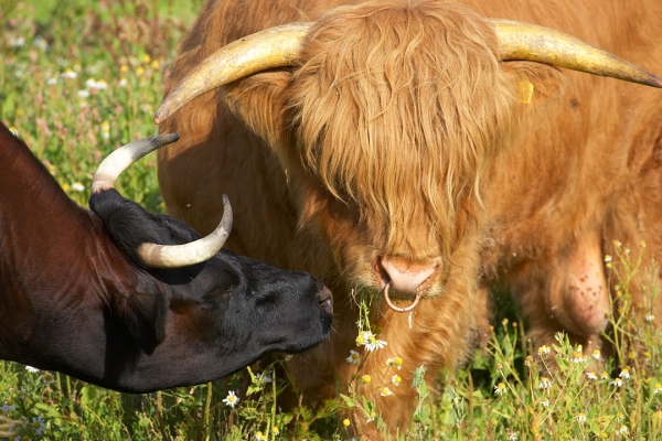Ross of Bien Esk and Betty
Keywords: Ross of Bien Esk Highland bull Betty Gloucester cow