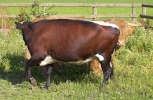 ZJuly-19-2007-Misc-0182.jpg