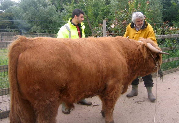 Artur Ivanyan and Craig Looking at Ross
We brought Ross into the stable yard to polish and oil his horns and hooves, and to give him a nice shampoo before his trip to Manchester.
Mots-clés: Artur Ivanyan Craig Ross of Bien Esk Highland bull stable yard