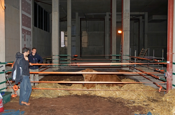 Ross In His Temporary Home
Beneath the Manchester Magistrates' Court.  A pen was constructed using soil from a garden centre and straw from Lucies Farm.  Ross was happy in his "hidden location."
Keywords: Ross of Bien Esk Manchester Magistrates Court Highland Bull Artur Ivanyan Gregorz Bednarski