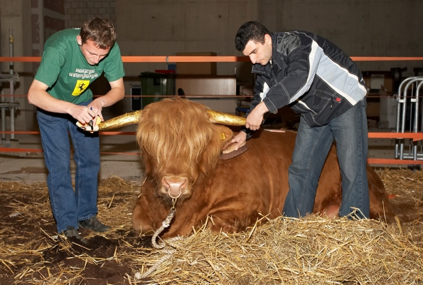 Gregorz and Artur Applying Gold Leaf to Ross' Horns
Ross was quite amused by the whole process of the daily application of the gold leaf.  And he sure looked regal --- or even god-like --- afterwards.
Anahtar kelimeler: Gregorz Bednarski Artur Ivanyan Ross of Bien Esk gold horns gold leaf Highland Bull