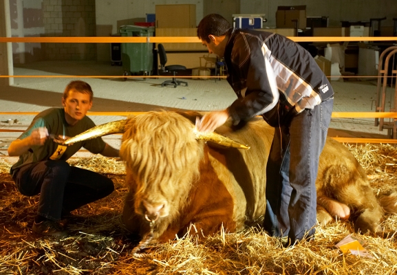Gregorz and Artur Applying Gold Leaf to Ross' Horns
Λέξεις-κλειδιά: Artur Ivanyan Gregorz Bednarski gold leaf Ross of Bien Esk Highland bull