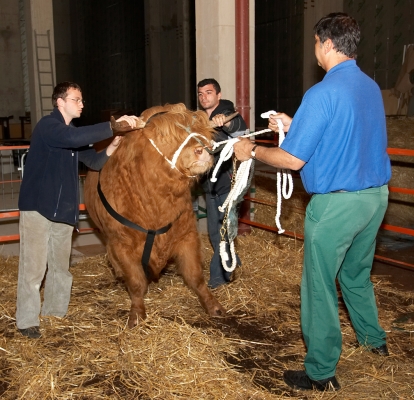 Digby Gribble Taking Control of Ross
With Gregorz and Artur.
Keywords: Digby Gribble Ross of Bien Esk Highland Bull Gregorz Bednarski Artur Ivanyan