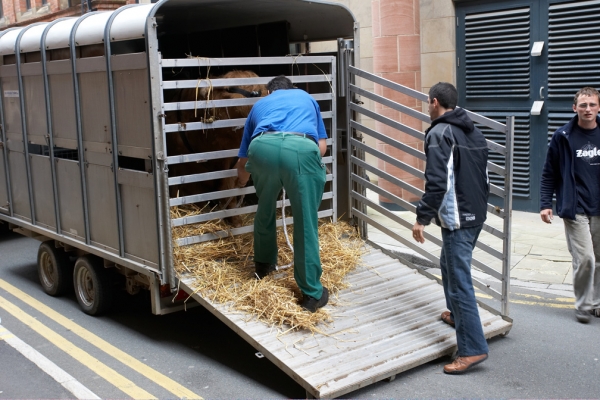 Digby Gribble Opening the Stock Trailer
Behind the Manchester Opera House, for Ross' first on-stage experience.
Keywords: Digby Gribble stock trailer Ross of Bien Esk Artur Ivanyan