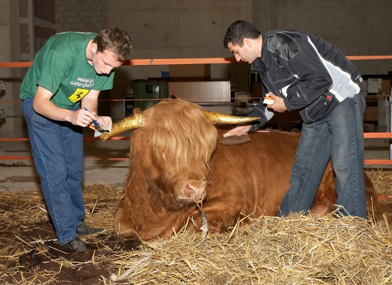 Grzegorz and Artur Applying Gold Leaf to Ross' Horns
Keywords: Grzegorz Bednarski Artur Ivanyan Ross of Bien Esk Highland Bull gold leaf gold horns