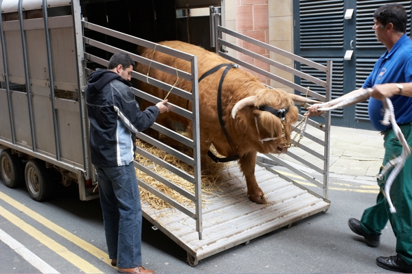 Digby Leading Ross out of the Stock Trailer
Behind the Manchester Opera House, getting ready for his stage debut.
Anahtar kelimeler: Ross of Bien Esk Digby Gribble Manchester Opera House