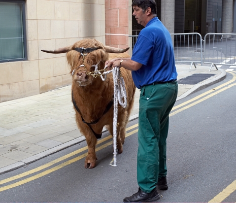 Digby Gribble with Ross of Bien Esk
Behind the Manchester Opera House.
Keywords: Ross of Bien Esk Digby Gribble Highland Bull