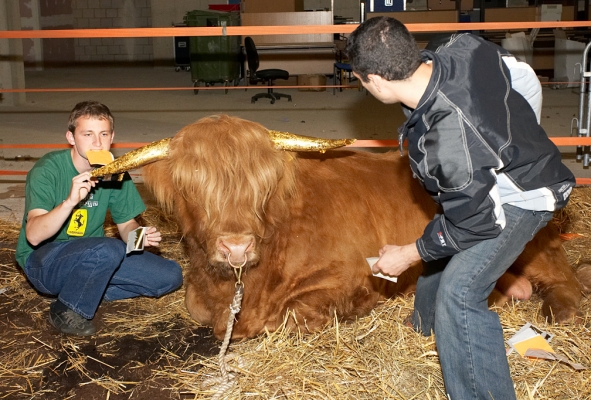 Grzegorz and Artur Applying Gold Leaf to Ross' Horns
Schlüsselwörter: Grzegorz Bednarksi Artur Ivanyan Ross of Bien Esk gold leaf gold horns Highland bull