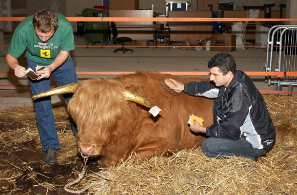 Grzeogrz and Artur Applying Gold Leaf to Ross' Horns
Keywords: Artur Ivanyan Grzegorz Bednarski Ross of Bien Esk gold leaf gold horns Highland Bull