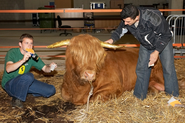 Grzegorz and Arthur Applying Gold Leaf
Ross just lay there and let the gold leaf be applied to his horns.
Keywords: Ross of Bien Esk Grzegorz Bednarski Artur Ivanyan Highland Bull