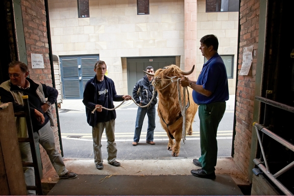 Ross of Bien Esk Getting Ready to Enter the Manchester Opera House
His first experience on the ramp and on stage.  Led by Digby Gribble, Grzegorz Bednarksi, and Artur Ivanyan --- with Jack Thompson standing safely to one side.
Keywords: Ross of Bien Esk Digby Gribble Highland Bull Jack Thompson Manchester Opera House Grzegorz Bednarski Artur Ivanyan