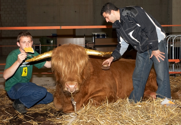 Applying Gold Leaf to Ross' Horns
Keywords: Ross of Bien Esk Highland Bull gold leaf gold horns Grzegorz Bednarski Artur Ivanyan