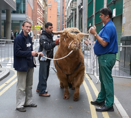 Waiting for His Cue
In the lane behind the Manchester Opera House, Ross of Bien Esk waits for his cue to go on stage.  With Grzegorz, Artur, and Digby Gribble.
Keywords: Ross of Bien Esk Highland Bull Grzegorz Bednarski Artur Ivanyan Digby Gribble Manchester Opera House