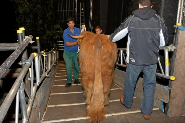 Ross of Bien Esk Heading Down the Ramp
Ross' first appearance at the Manchester Opera House.  He walked down the ramp for the first time like a real pro.
Keywords: Ross of Bien Esk Highland Bull Manchester Opera House Digby Gribble ramp