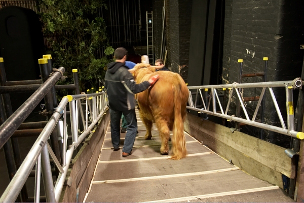 Ross Nearing the Stage of the Manchester Opera House
Walking down his purpose-built ramp for the first time.
Schlüsselwörter: Ross of Bien Esk Highland Bull Manchester Opera House ramp