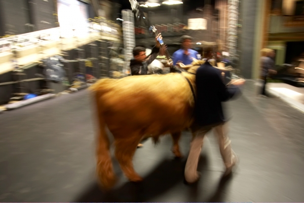 Walking Ross on the Stage
At the Manchester Opera House --- we're told the first bull on the stage of a British theatre.
Anahtar kelimeler: Manchester Opera House Highland bull Ross of Bien Esk