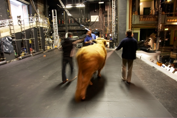 Ross on the Stage
At the Manchester Opera House.  Ross was first walked onto the stage with no props, set, etc.  The cable attached to the harness around Ross' chest was designed to stop him from running and falling into (say) the orchestra pit.  But, in the final analysis, he was incredibly well-behaved.
Ключові слова: Manchester Opera House Highland bull Ross of Bien Esk