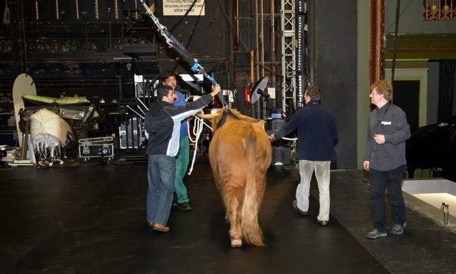 Ross of Bien Esk on the Stage
With Jack Thompson looking on.
Ключові слова: Ross of Bien Esk Jack Thompson Highland bull Manchester Opera House