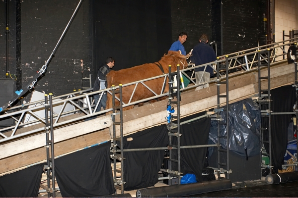 Ross Walks Up The Ramp
Up the ramp and out of the Manchester Opera House.  Job done.
Anahtar kelimeler: Ross of Bien Esk Highland Bull Manchester Opera House ramp