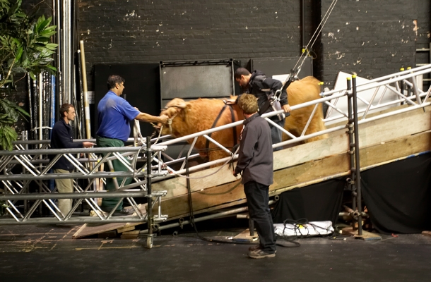 Digby Gribble Leads Ross Back to the Stage
With Jack Thompson looking on.
Palabras Clave: Ross of Bien Esk Manchester Opera House Digby Gribble Jack Thompson Highland bull ramp