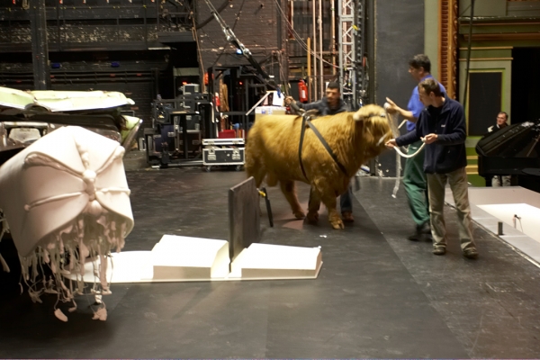Ross Walking Around the Chrysler Imperial
Seeing if Ross had any reaction to the wrecked car (with white cow dummy) on stage.  He didn't.
Schlüsselwörter: Ross of Bien Esk Highland Bull Manchester Opera House Chrysler Imperial cow dummy Digby Gribble