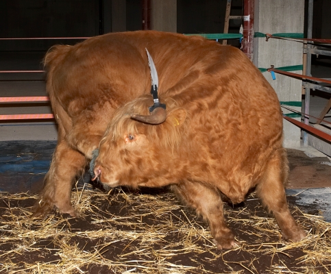 Ross Having a Scratch
Palabras clave: Ross of Bien Esk scratch Highland bull horns