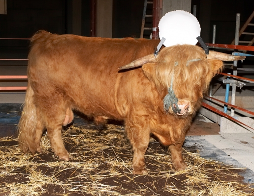 Ross Wearing the Sun Disk
Part of his costume for [i]Guardian of the Veil[/i].
Palabras clave: Ross of Bien Esk Highland bull sun disk Guardian of the Veil