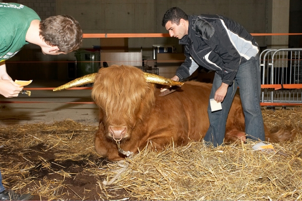 Grzegorz and Artur Applying Gold Leaf
Schlüsselwörter: Ross of Bien Esk gold leaf gold horns Highland bull Grzegorz Bednarski Artur Ivanyan