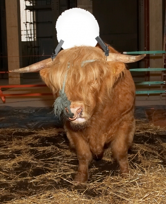 Ross Wearing The Sun Disk
Palabras clave: sun disk Ross of Bien Esk Highland bull