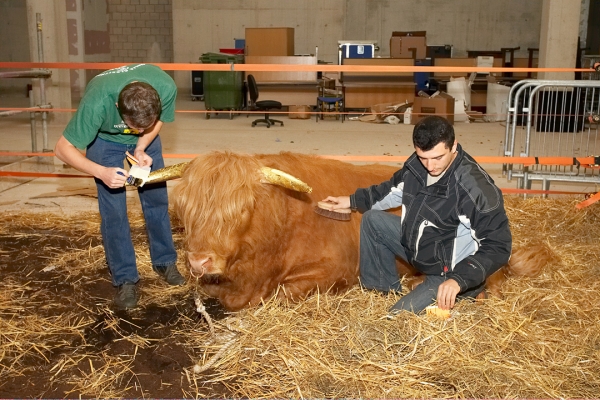 Grzegorz and Artur Applying Gold Leaf
Ross loves to be brushed, and also seems to love having gold leaf applied to his horns every evening.
Słowa kluczowe: Ross of Bien Esk Grzegorz Bednarski Artur Ivanyan gold leaf gold horns Highland Bull
